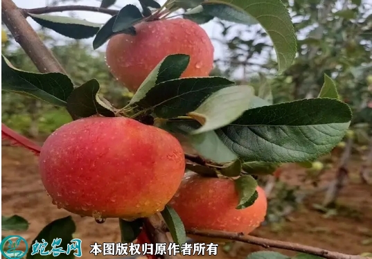 2022年6月16日华硕苹果苗价格多...