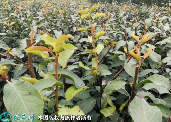 2022年6月16日玉露香梨苗价格多...