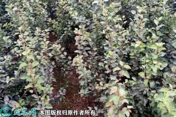 2022年6月16日杜梨苗价格多少钱...
