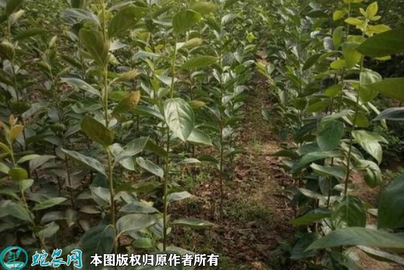 2022年6月16日晚秋黄梨苗价格多...