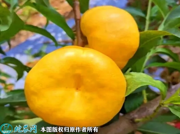 2022年6月17日中油蟠9号桃苗价...