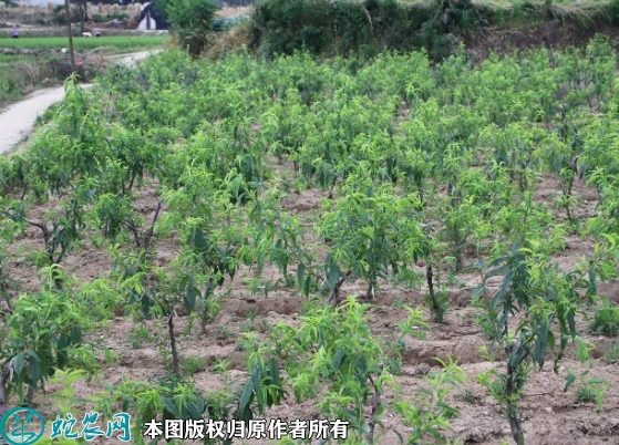 2022年6月17日锦绣黄桃苗价格多...