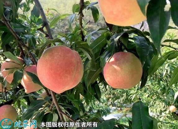 2022年6月17日中华寿桃苗价格多...