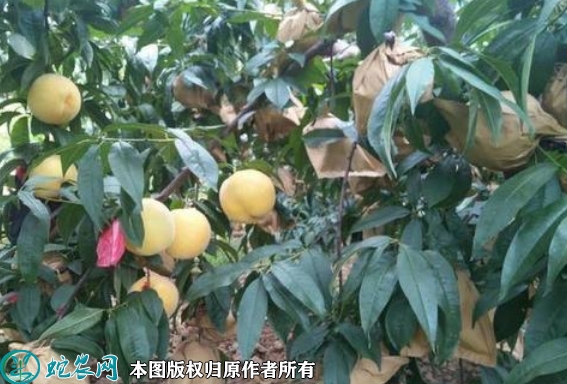 2022年6月17日黄金蜜桃苗价格多...