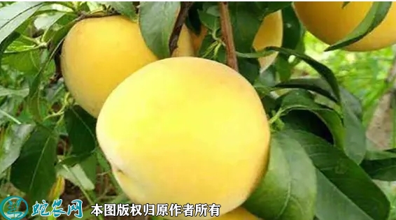 2022年6月18日黄金蜜4号桃苗价...