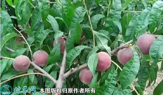 2022年6月18日黑桃苗价格多少钱...