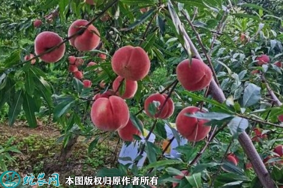 2022年6月18日冬桃苗价格多少钱...