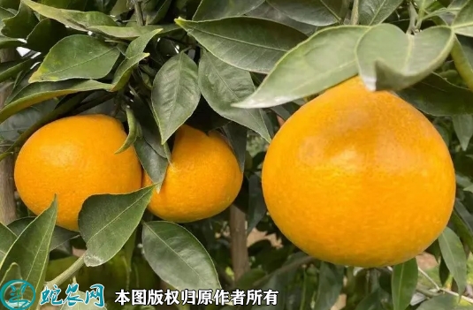 2022年6月18日黄美人柑橘苗价格...