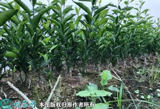 2022年6月18日柑树苗价格多少钱...