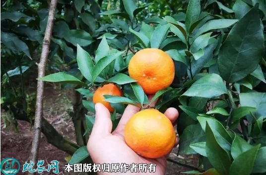 2022年6月18日华美柑橘苗价格多...