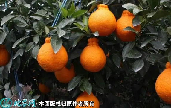 2022年6月18日不知火苗价格多少...