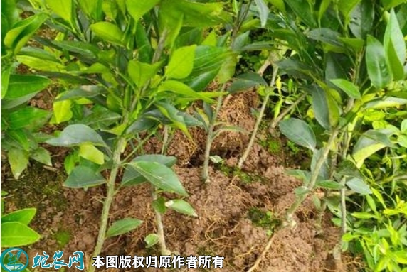 2022年6月18日沃柑苗价格多少钱...