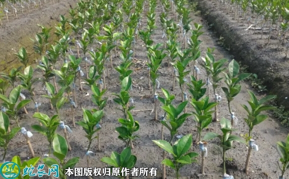 2022年6月18日椪柑苗价格多少钱...