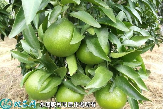 2022年6月19日大雅柑苗价格多少...