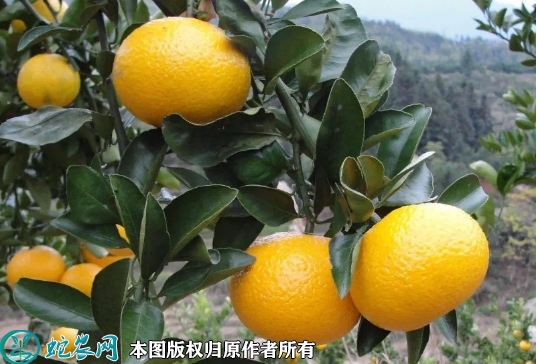 2022年6月19日桔柚苗价格多少钱...