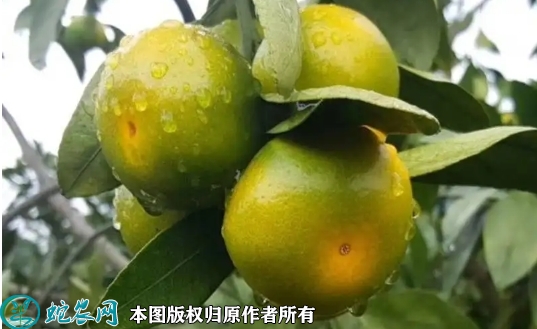 2022年6月19日大分一号柑桔苗价...