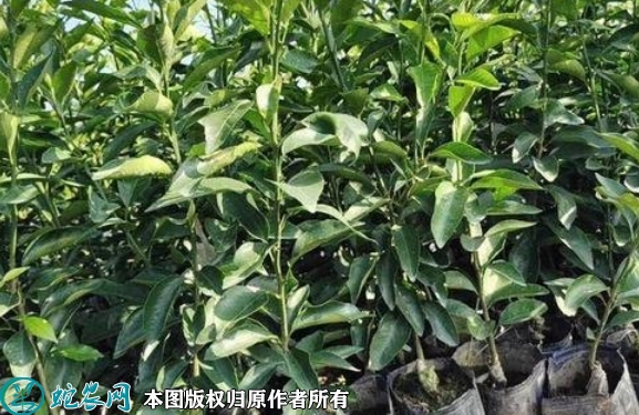 2022年6月19日明日见柑橘苗价格...