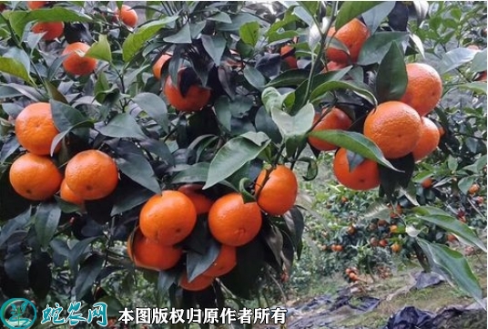 2022年6月19日091无核沃柑苗...