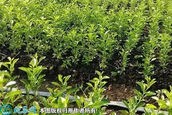 2022年6月19日红桔苗价格多少钱...