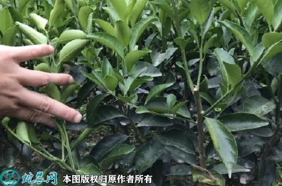 2022年6月19日沙糖桔苗价格多少...
