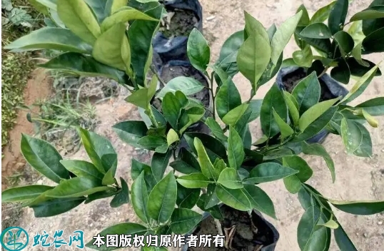 2022年6月19日伦晚脐橙苗价格多...
