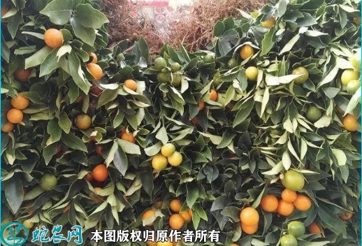 2022年6月20日滑皮金桔苗价格多...
