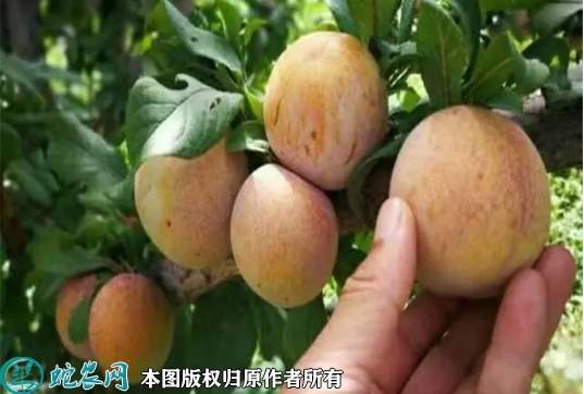 2022年6月20日杏李苗价格多少钱...