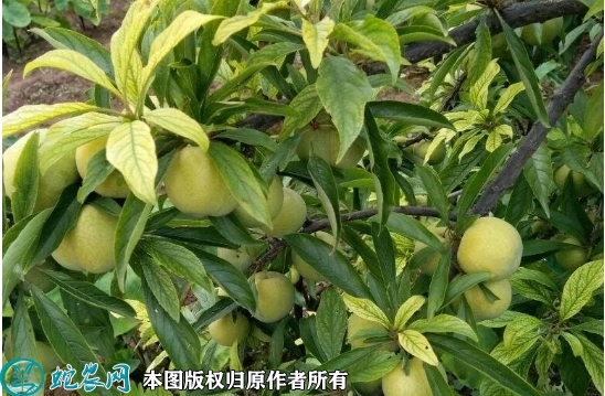 2022年6月20日蜂糖李苗价格多少...