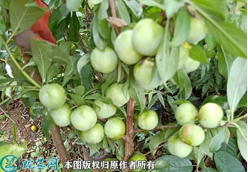 2022年6月20日青脆李苗价格多少...