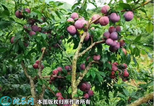 2022年6月20日银妃三华李苗价格...