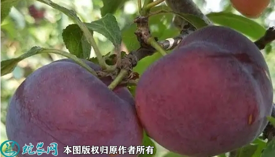 2022年6月20日国峰7号李子苗价...