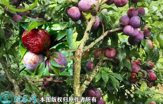 2022年6月20日红心李苗价格多少...