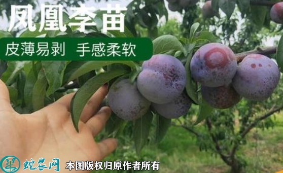 2022年6月20日凤凰李苗价格多少...
