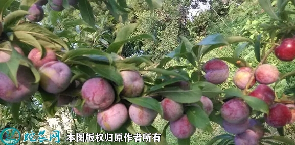 2022年6月20日秋姬李苗价格多少...