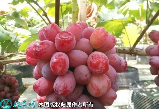 2022年6月20日浪漫红颜葡萄苗价...