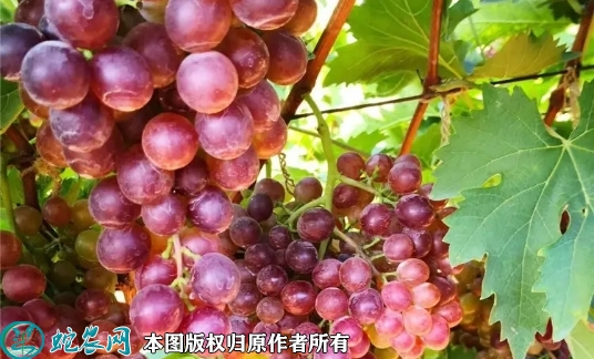2022年6月20日克伦生葡萄苗价格...
