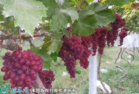 2022年6月20日红宝石葡萄苗价格...