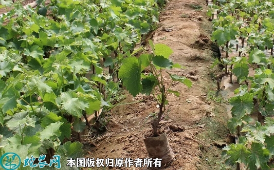 2022年6月20日提子苗价格多少钱...