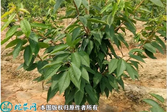 2022年6月21日吉塞拉樱桃苗价格...