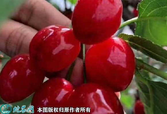 2022年6月21日俄罗斯8号樱桃苗...