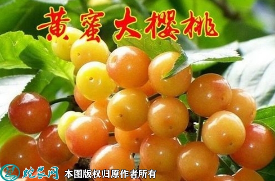 2022年6月21日黄蜜樱桃苗价格多...