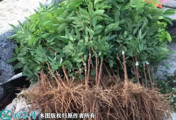 2022年6月22日石峡龙眼苗价格多...