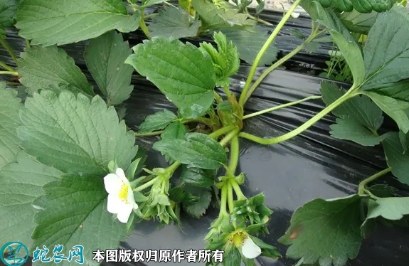 2022年6月22日草莓苗价格多少钱...