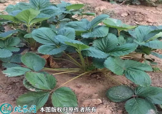 2022年6月22日全明星草莓苗价格...