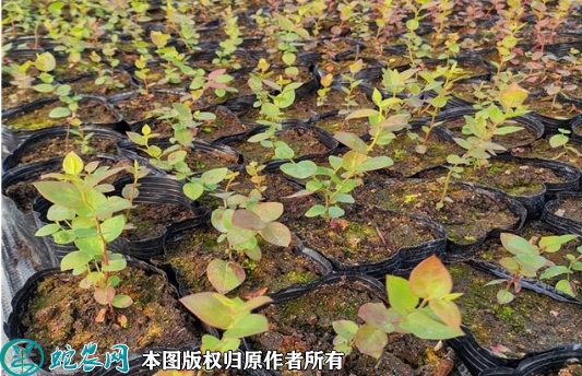 2022年6月22日兔眼蓝莓苗价格多...