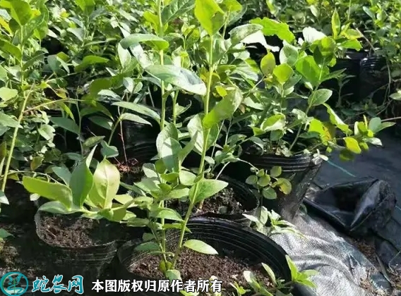 2022年6月22日莱克西蓝莓苗价格...