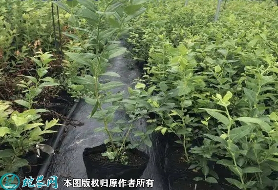 2022年6月22日奥尼尔蓝莓苗价格...