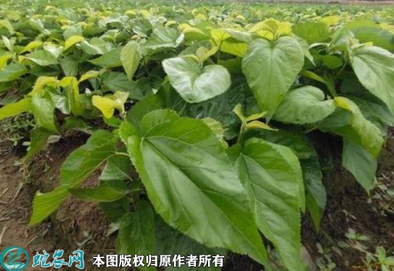 2022年6月22日桑树苗价格多少钱...