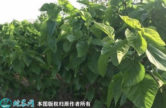 2022年6月22日大叶桑苗价格多少...