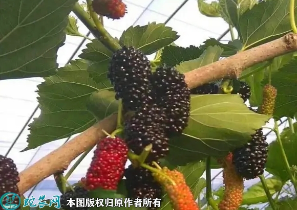 2022年6月22日无籽大十果桑苗价...
